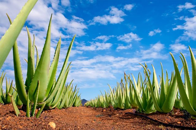 where aloe vera is grown