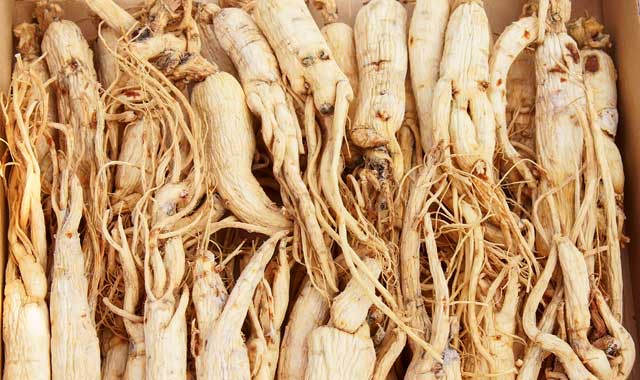 ginseng