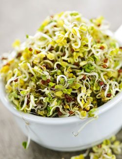 Alfalfa Sprouts