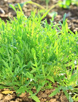 Arugula