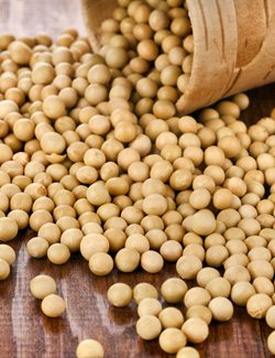 High Calcium Soy Beans