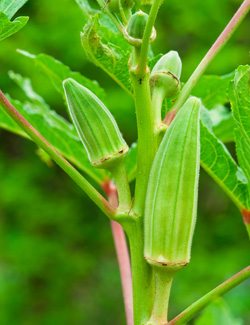 Okra