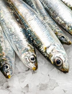 Sardines are Calcium Rich