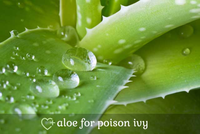 Aloe for Poison Ivy