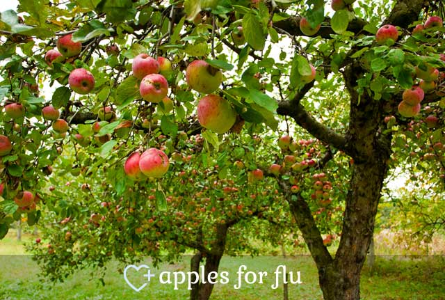 Apples for Flu