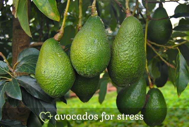 Avocados for Stress