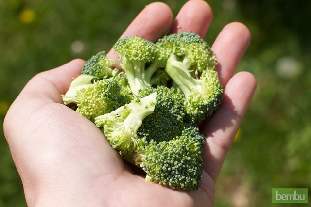 Broccoli Nutrition