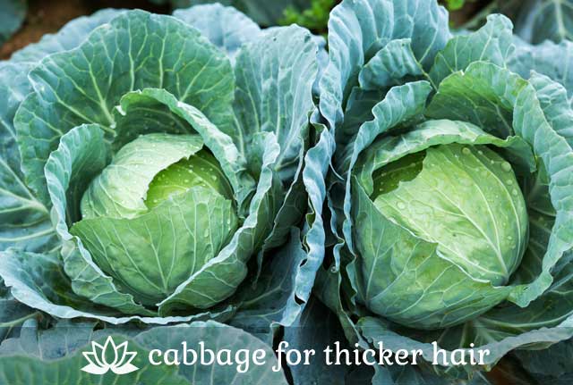 Cabbage- for thicker hair.