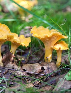 Chanterelle Mushrooms