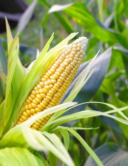 Corn