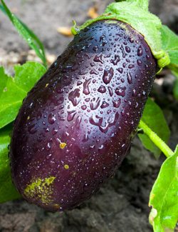 Eggplant