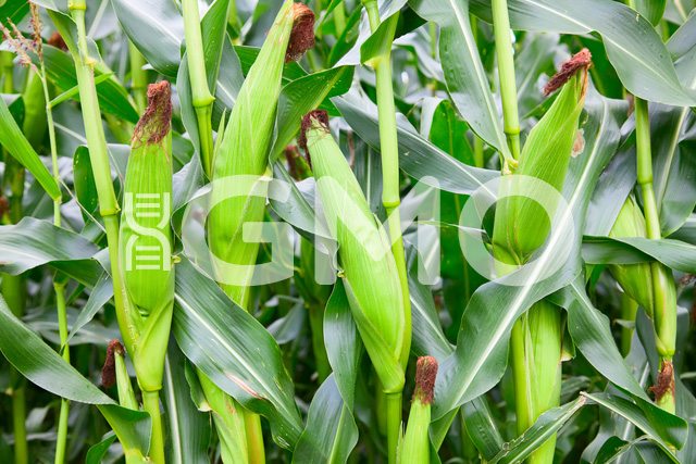 GMO Corn