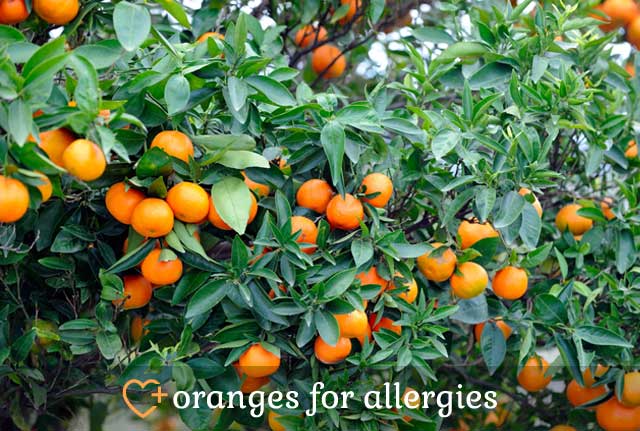 Oranges for Allergies