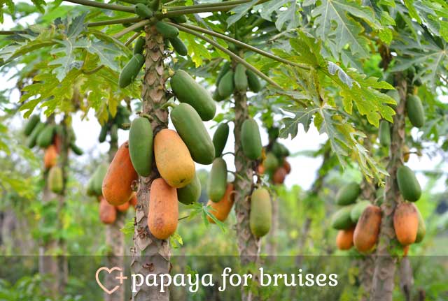 Papaya for Bruises