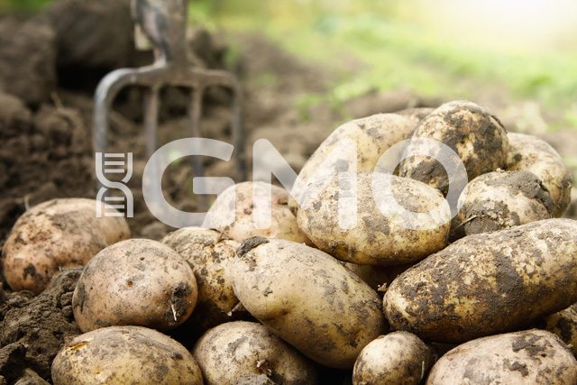 Potatoes are commonly genetically modified foods