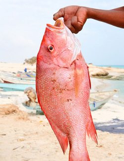 Red Snapper