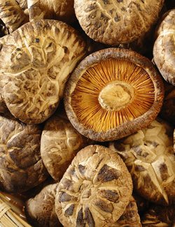 Shiitake Mushrooms