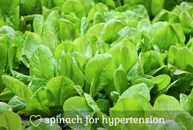 Spinach for Hypertension