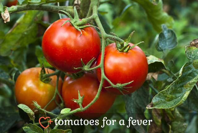 Tomatoes for Fever