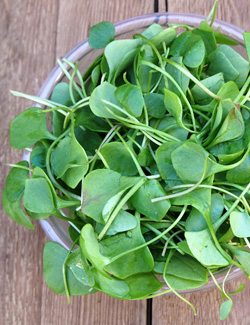 Watercress