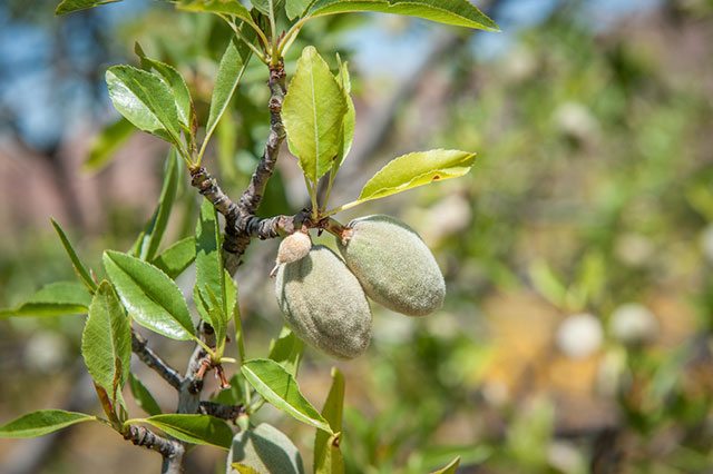 Almonds for Weight Loss