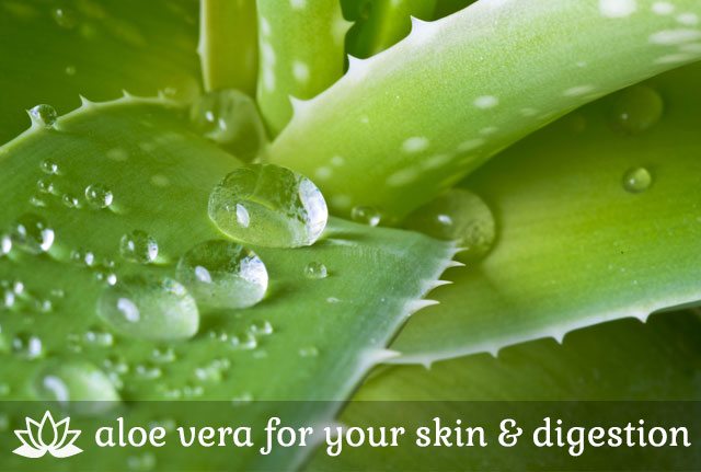 Aloe Vera for Your Skin and Digestion