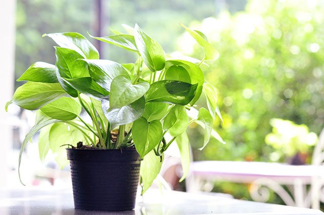 devil's ivy indoor plant