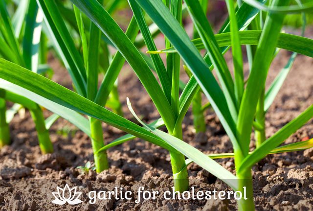 Garlic for Cholesterol