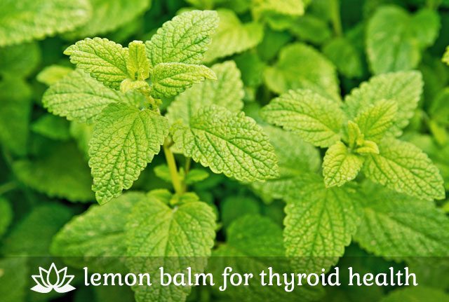 Lemon Balm for Thyroid Health