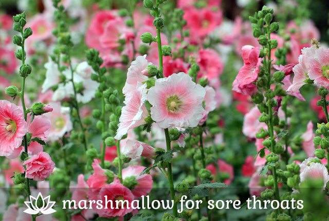 Marshmallow for Sore Throats