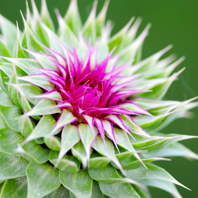 20 Medicinal Plants Worthy of Your Garden Space