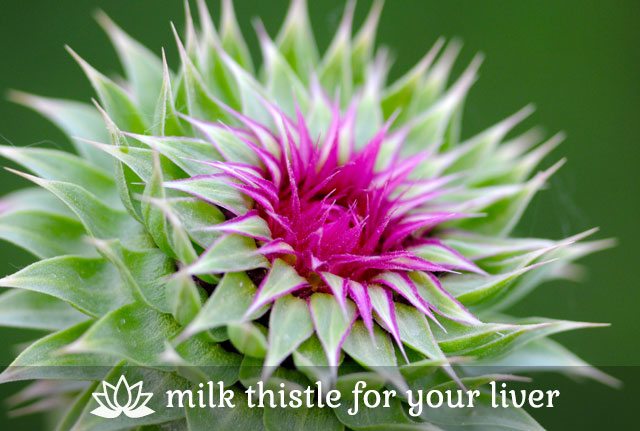 Milk Thistle for Your Lover