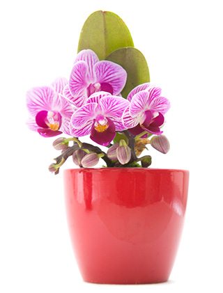 moth orchid