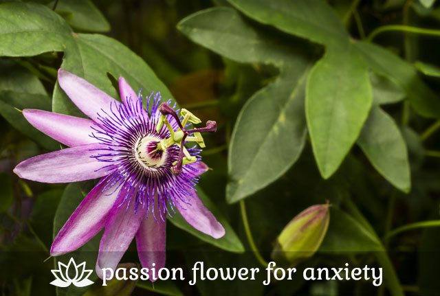 Passion Flower for Anxiety