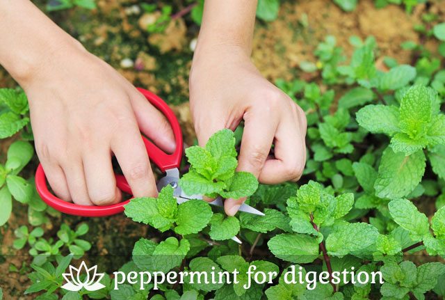 Peppermint for Digestion