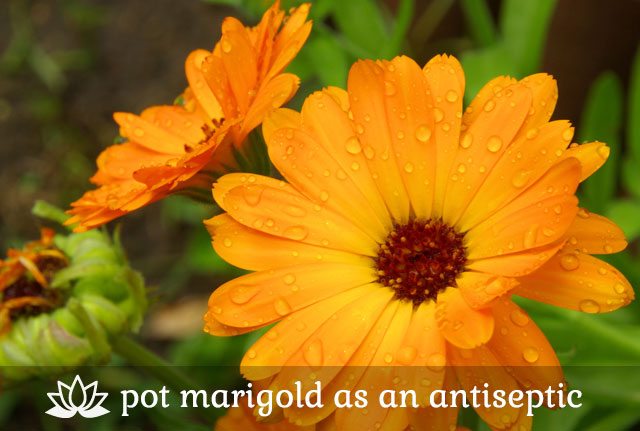 Pot Marigold as an Antiseptic