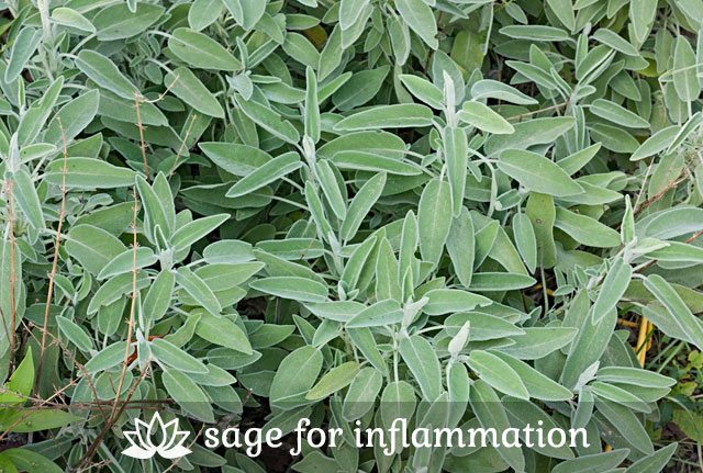 Sage for Inflammation