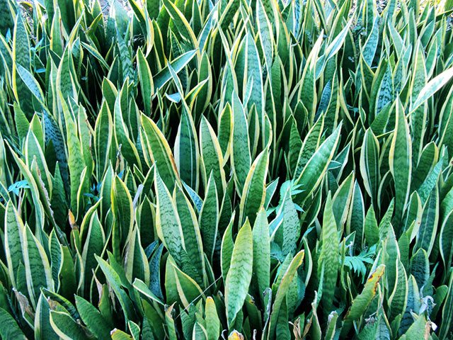 snake plant