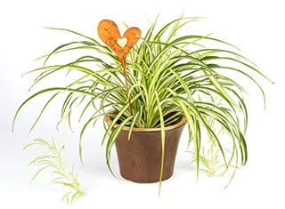 spider plant