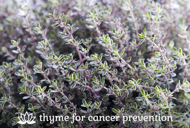 Thyme for Cancer Prevention