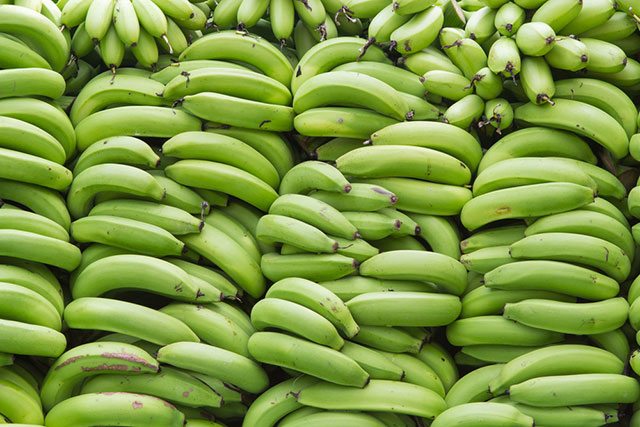 Unripe Bananas