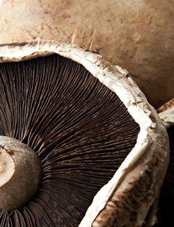mushrooms portobello