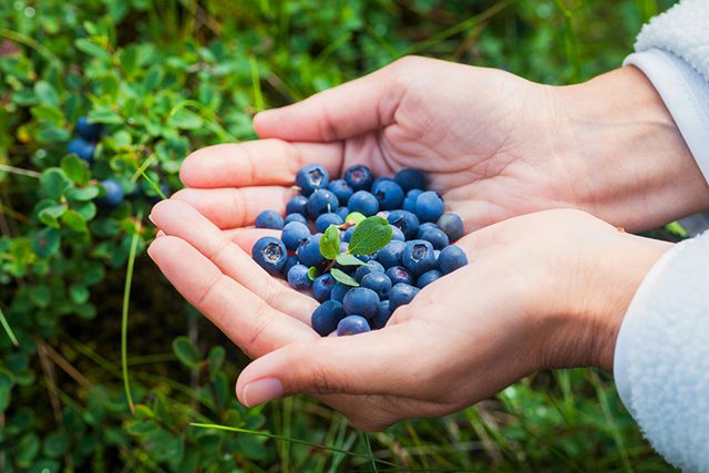 blueberries to boost metabolic rate