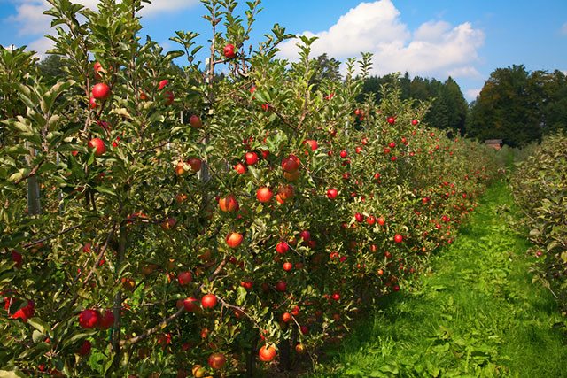 organic apples