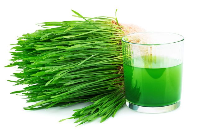 fresh wheatgrass