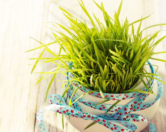 grow wheatgrass