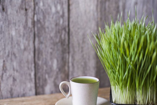 wheatgrass juice