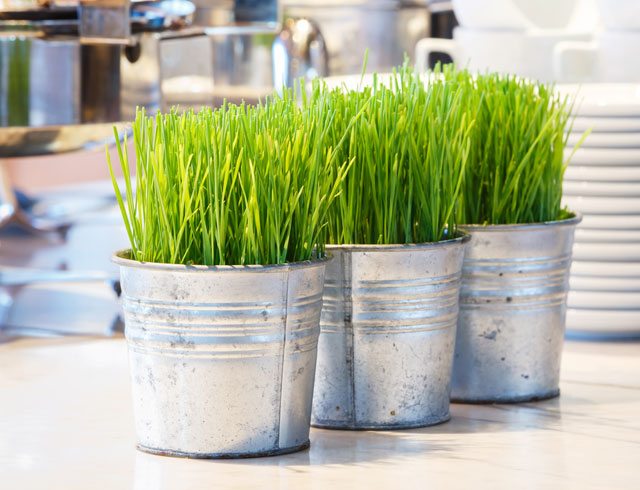 wheatgrass