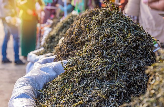 Dry tea for kombucha