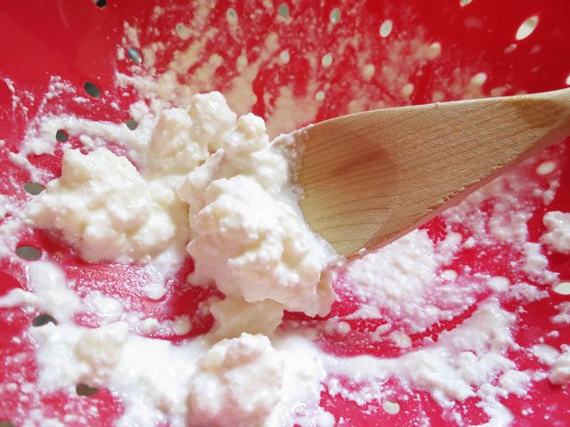 Kefir grains